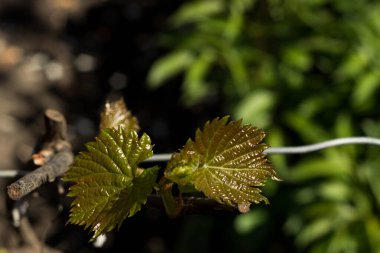 Ülkede üzüm yetiştirme (üzüm bağı). Çiçek açan yeşil kadife yapraklı genç bir üzüm filizi. Baharda yakın plan koyu bulanık arka plan üzerinde..