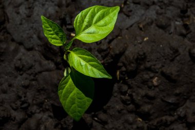 Tarım ve sebze yetiştirme. Toprağa dolma biber tohumları ekmek ve sulamak. Kara toprak toprağında taze çan biberi tohumu yakın plan.