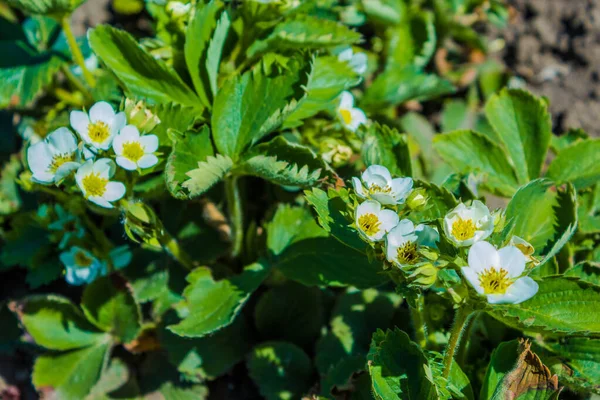 Agribusiness 在农场种植草莓 春天的时候 在花园里 阳光的照耀下 草莓盛开在地下 — 图库照片