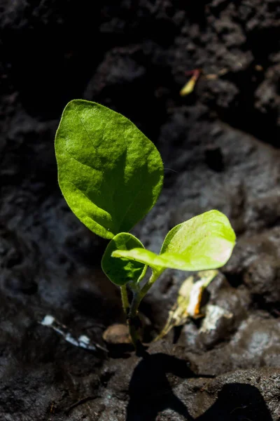 Agricoltura Orticoltura Piantare Innaffiare Piantine Melanzane Nel Terreno Piantina Melanzane — Foto Stock