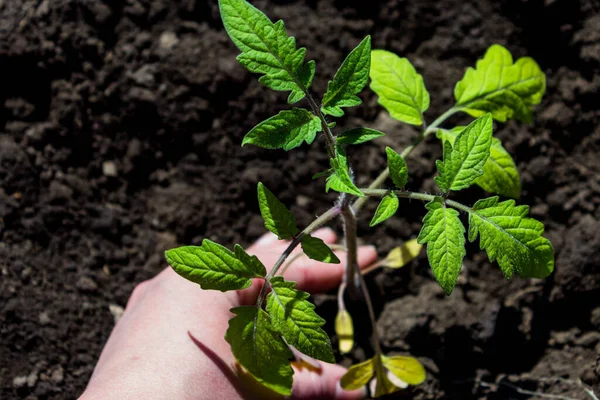 Agricoltura Orticoltura Trapiantare Piantine Pomodoro Nel Terreno Piantina Pomodoro Giovane — Foto Stock