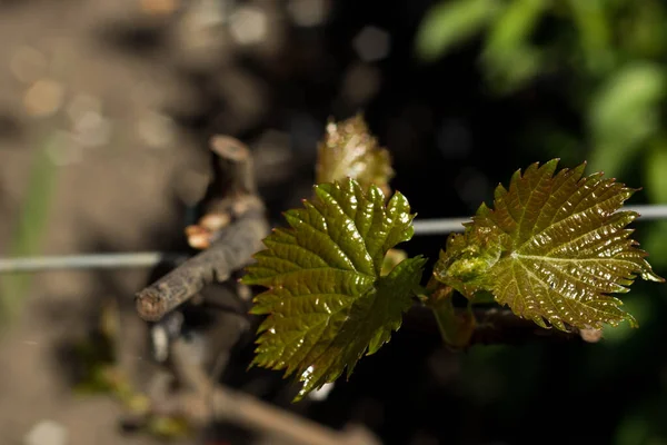 Growing grapes in the country (vineyard). A young grape shoot with blooming green velvety leaves close-up in spring on a dark blurred background. — Stock Image Growing Grapes Country Vineyard Young Grape Shoot Blooming Green Velvety Stock Image