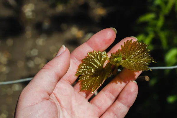 Growing grapes in the country (vineyard). A young grape shoot with blooming green velvety leaves close-up in a woman's hand in spring on a dark blurred background. — Stock Image Growing Grapes Country Vineyard Young Grape Shoot Blooming Green Velvety Royalty Free Stock Images