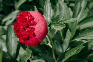 Güzel parlak şakayık çiçeği. Bahçede açan kestane rengi şakayık yeşil şakayık yapraklarının bulanık arka planında baharda kapanır.