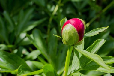 Bahçede çiçek açan şakayık Bud. Baharda yeşil şakayık yapraklarının bulanık arka planında bahçede bir Bud kestane rengi şakayığı..