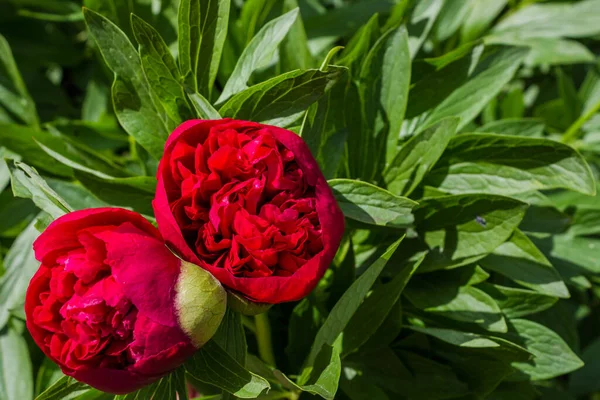 Gyönyörű Fényes Bazsarózsa Virágok Virágoskertben Két Maroon Virágzó Bazsarózsa Kertben — Stock Fotó