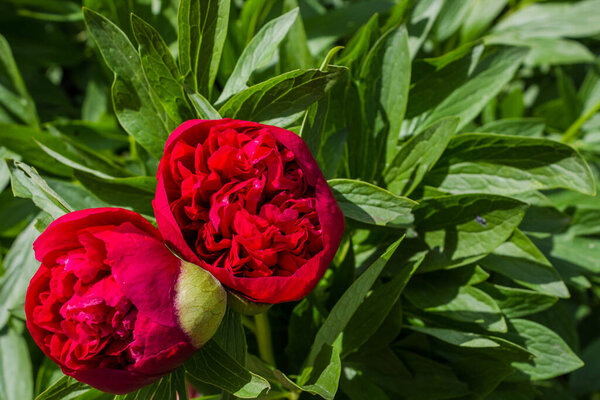 Beautiful bright peony flowers in the flower garden. two Maroon blooming peonies in the garden on a blurred background of green peony leaves close up in spring