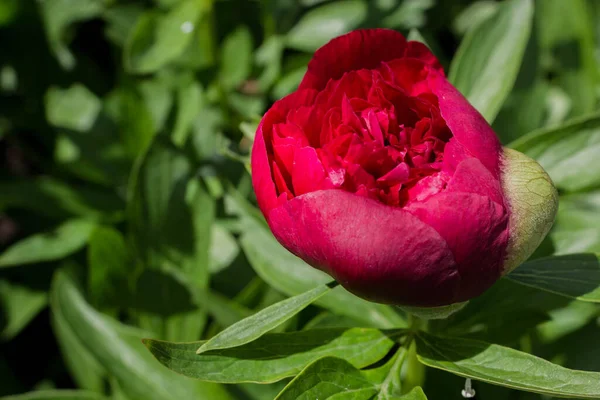 Beautiful bright peony flower. Maroon blooming peony in the garden on a blurry background of green peony leaves close up in spring