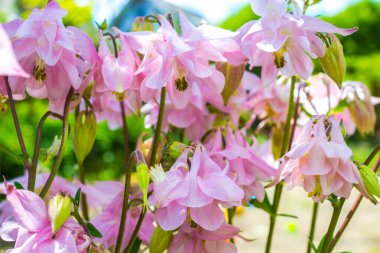 Ranunculaceae büyür. Baharda yeşilliğin bulanık arka planında pembe çiçekleri olan bitkisel bitkiler Aquilegia vulgaris (Orlik, Aquilegia, Columbine).