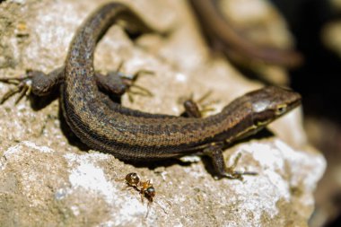 Zooloji. Vahşi doğadaki kertenkele. Lacerta agilis, ilkbaharda güneş ışığında bir kayanın üzerinde emekler..
