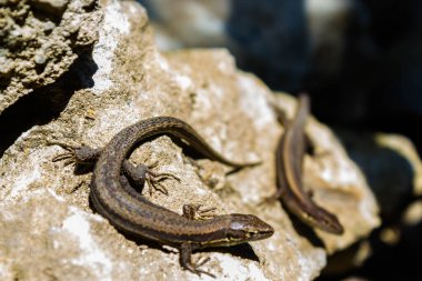 Zooloji. Vahşi doğada kertenkeleler. Iki Lacertas agilis Bulanık bir arka plan ile kapalı güneş ışığı altında Kafkasya kayaları üzerinde emekleme.