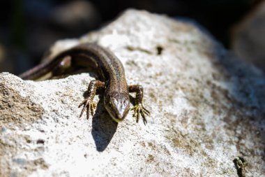 Zooloji. Vahşi doğada kertenkeleler. Iki Lacertas agilis Bulanık bir arka plan ile kapalı güneş ışığı altında Kafkasya kayaları üzerinde emekleme.