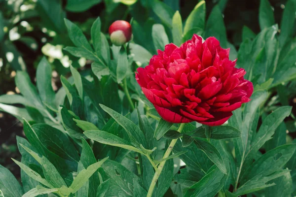 Bela Flor Peônia Brilhante Maroon Florescendo Peônia Jardim Fundo Embaçado — Fotografia de Stock