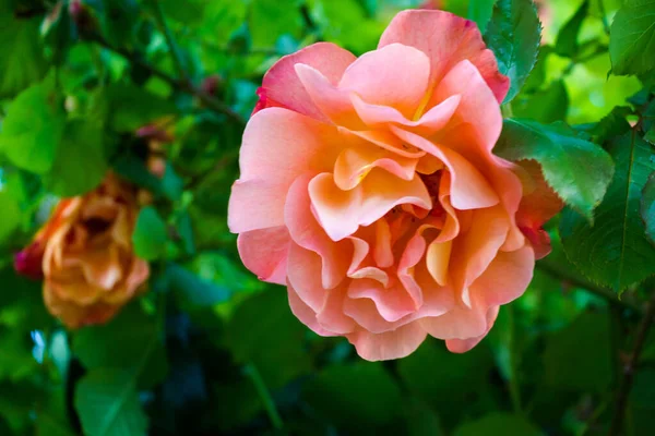 Rose Blomma För Vykort Eller Foto Bakgrund Stor Lockigt Öppen — Stockfoto