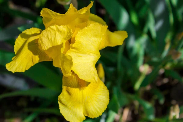 Flower Wallpaper. Growing irises in the South of Russia. Yellow iris flower on a flower bed close-up in green leaves with a blurred background.