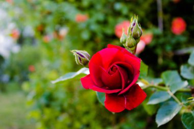 Red rose in the garden in the evening. A climbing scarlet rose with buds in the garden on a gazebo in perspective against a background of green leaves with a blurred background. clipart