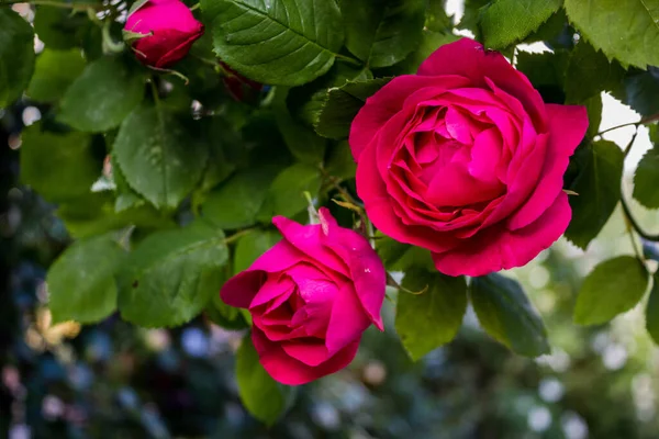 Climbing variety of roses in the garden. A branch with curly bright pink roses for a postcard or photo Wallpaper in the garden on a background of green leaves with a blurry background close-up.