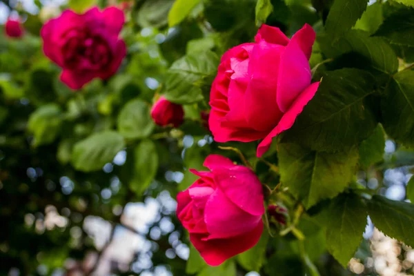 Climbing variety of roses in the garden. A branch with curly bright pink roses for a postcard or photo Wallpaper in the garden on a background of green leaves with a blurry background close-up.