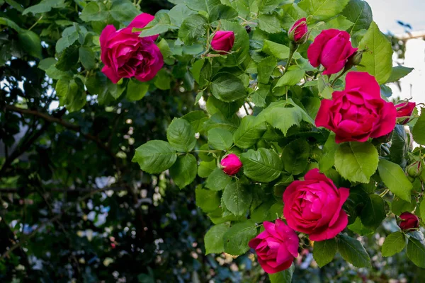 Αναρρίχηση Ποικιλία Από Τριαντάφυλλα Στον Κήπο Ένα Κλαδί Σγουρά Ροζ Royalty Free Φωτογραφίες Αρχείου