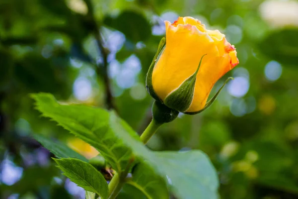 Rose Blomma För Vykort Eller Foto Bakgrund Orange Gul Stängd — Stockfoto