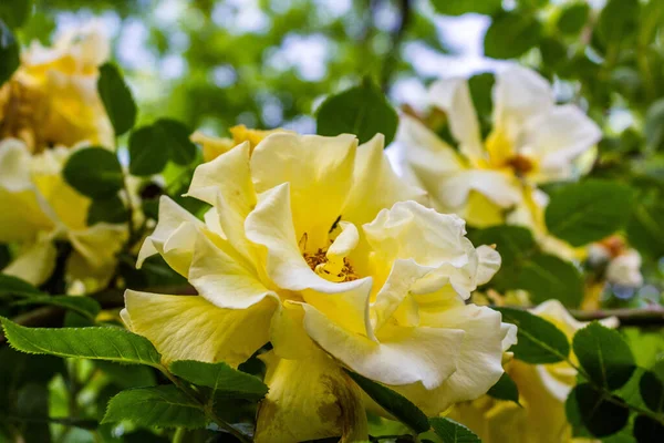 Rose Blomma För Vykort Eller Foto Bakgrund Stor Klättring Blommande — Stockfoto