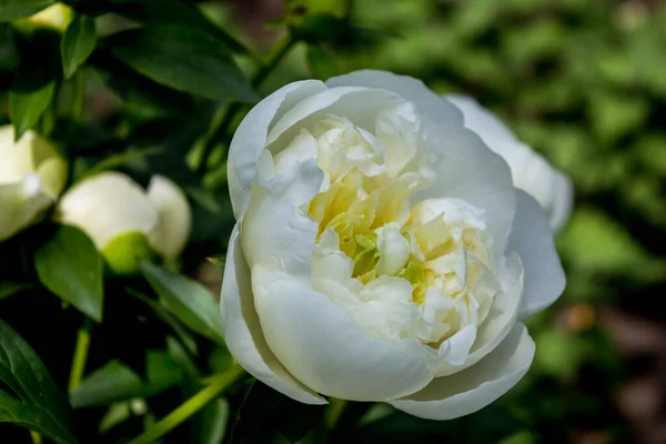 Linda Peônia Branca Jardim Flores Peony Bush Com Uma Flor — Fotografia de Stock