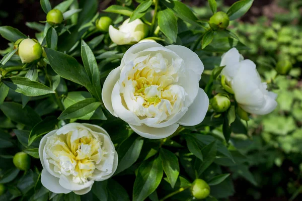 Lindas Peônias Brancas Jardim Das Flores Peony Bush Com Flores — Fotografia de Stock