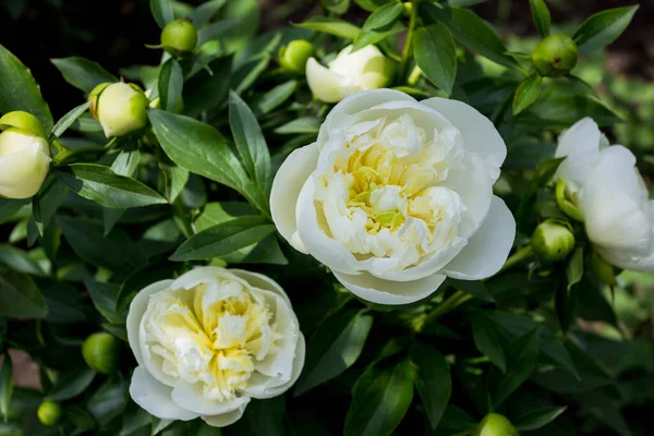 Lindas Peônias Brancas Jardim Das Flores Peony Bush Com Flores — Fotografia de Stock