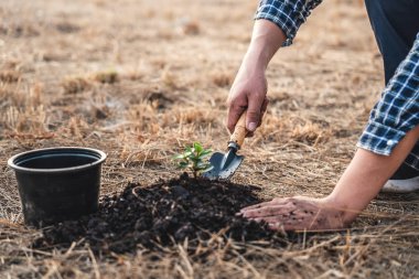 Dünya Çevre Günü, fideleri eken adamın elleri ve g