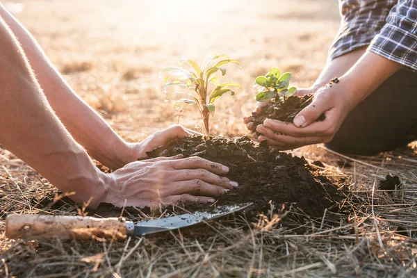 Meio ambiente dia terra, Mãos de dois homens ajudando estavam plantando th — Fotografia de Stock