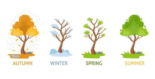 Quatro Estações Árvore Outono Primavera Verão Inverno Ilustração Vetorial Isolada — Vetor de Stock