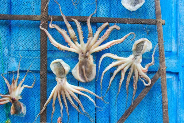 Exterior Shot Net Blue Wall Dead Octopus Drying Out Further — 스톡 사진