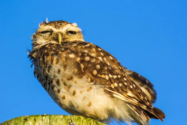 Closeup of big-eyed owl on the beach sitting on the log