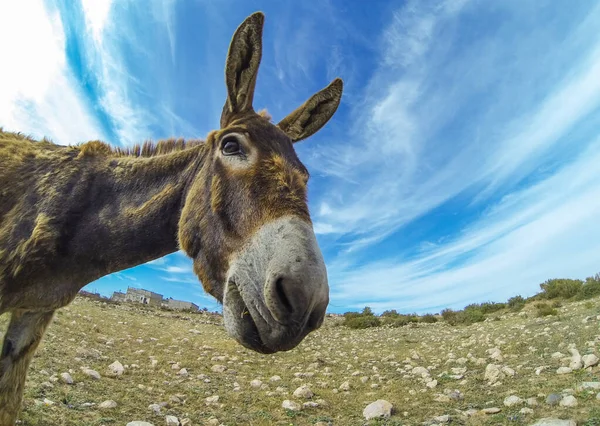 Foto Del Divertido Dankey Desierto Marruecos Sobre Fondo Del Cielo — Foto de Stock