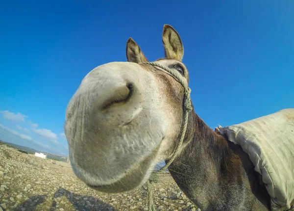 Cute Cheerful Gray Donkey Blue Sky Morocco — 스톡 사진