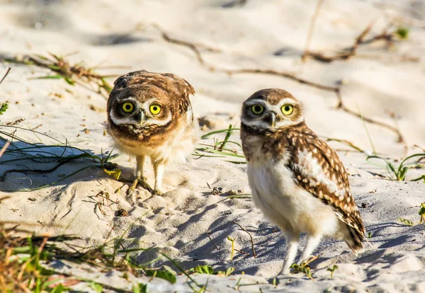 Closeup of big-eyed owls on the beach protecting their home