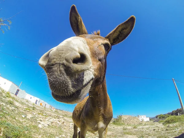 Foto Del Divertido Dankey Desierto Marruecos — Foto de Stock