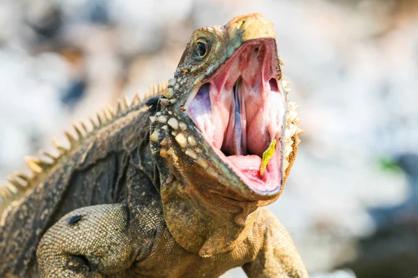 Küba kıyılarındaki kayalıklarda bir iguanaya yakın çekim
