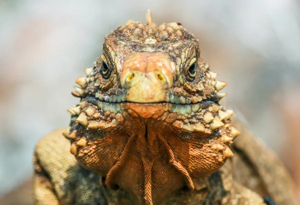 Primo Piano Iguana Sulle Scogliere Della Riserva Costiera Cubana — Foto Stock