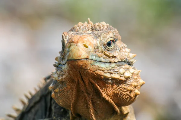 Primo Piano Iguana Sulle Scogliere Della Riserva Costiera Cubana — Foto Stock