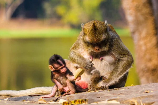 Encerramento Macaco Pensivo Nas Selvas Camboja — Fotografia de Stock