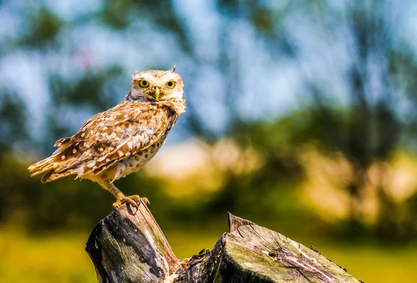 Closeup of big-eyed owl on the beach sitting on the log