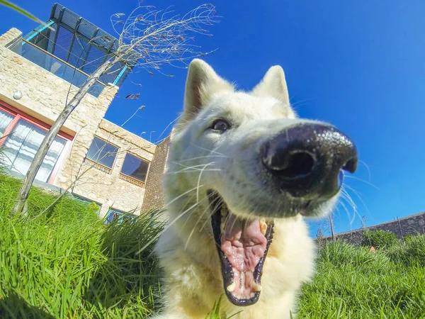Смішний Усміхнений Білий Собака Зеленому Газоні Заднього Двору — стокове фото