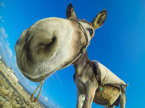 Cute Cheerful Gray Donkey Blue Sky Morocco — 스톡 사진