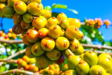 Vietnam 'ın kahve tarlalarında olgun meyveler.