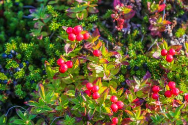 Kuzey kutbundaki Kola Yarımadası 'nda taze meyveler.