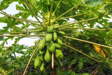 Asya bahçesinde bereketli papaya ağacı