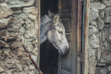Ahşap bir kapının arkasındaki güzel bir atın profil portresi.