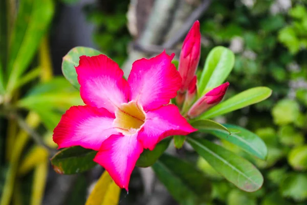 Adenium Jalá Flor Muy Hermosa Delicada —  Fotos de Stock