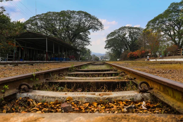 ミャンマーの巨木を背景に水平線につながる鉄道線路の写真 — ストック写真